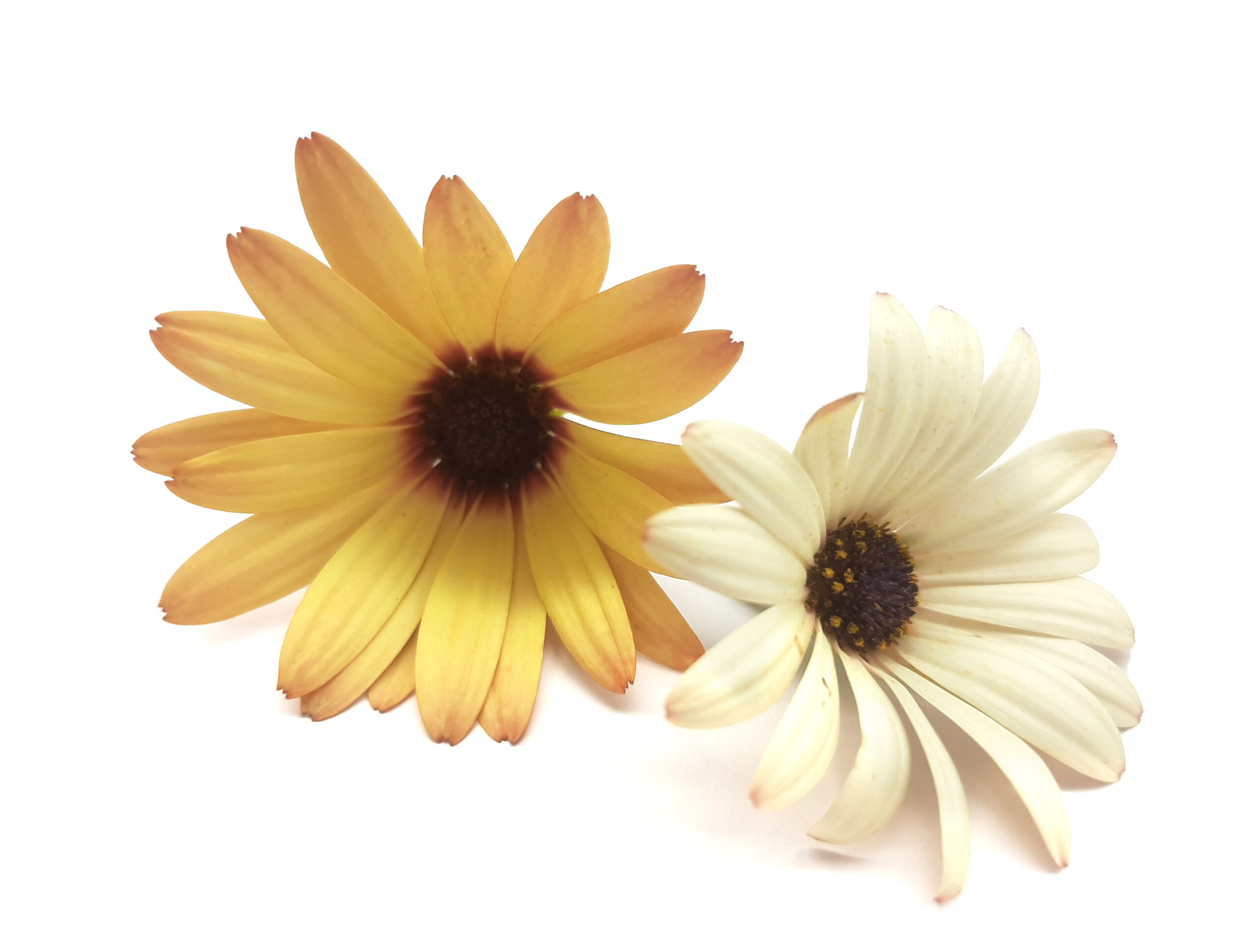 Osteospermum - Imagen 5