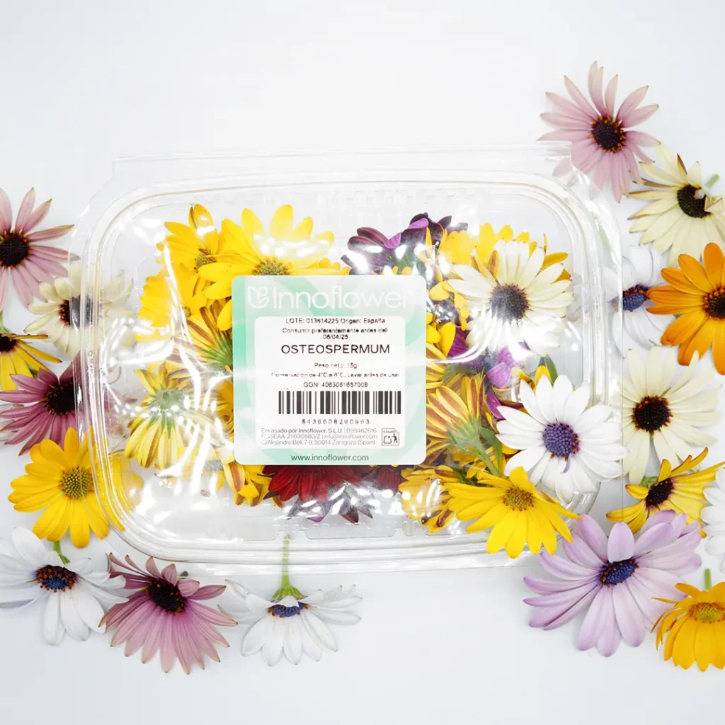 Osteospermum-fresco-innoflower