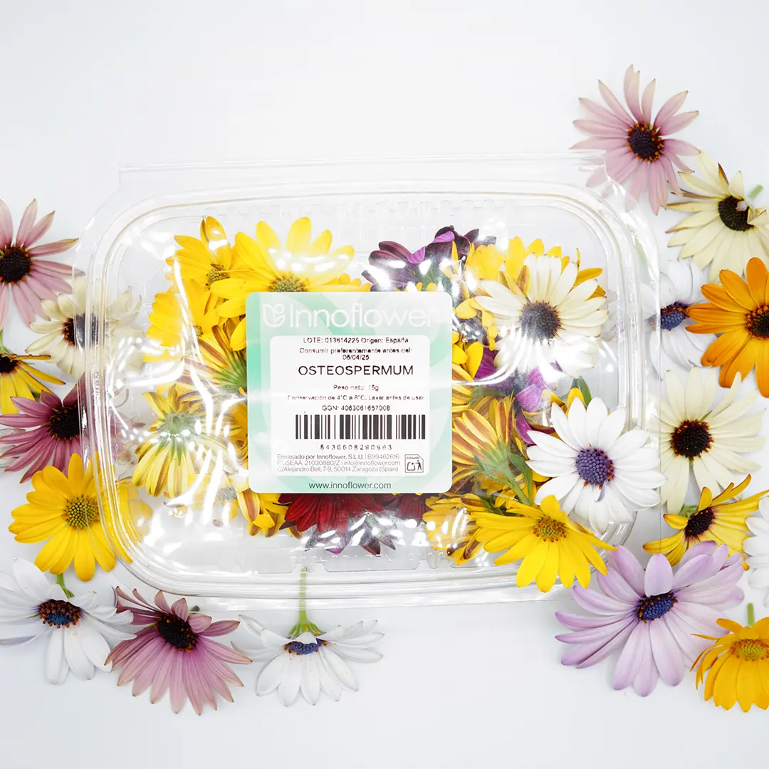 Osteospermum-fresco-innoflower