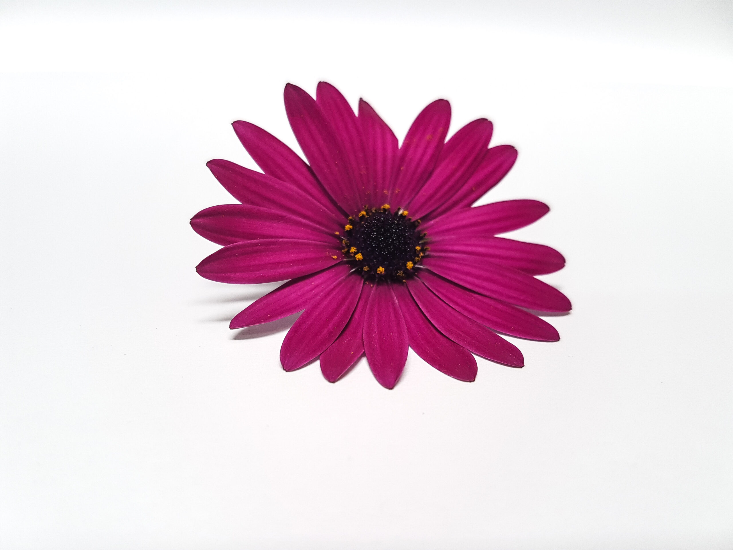 Osteospermum - Imagen 3