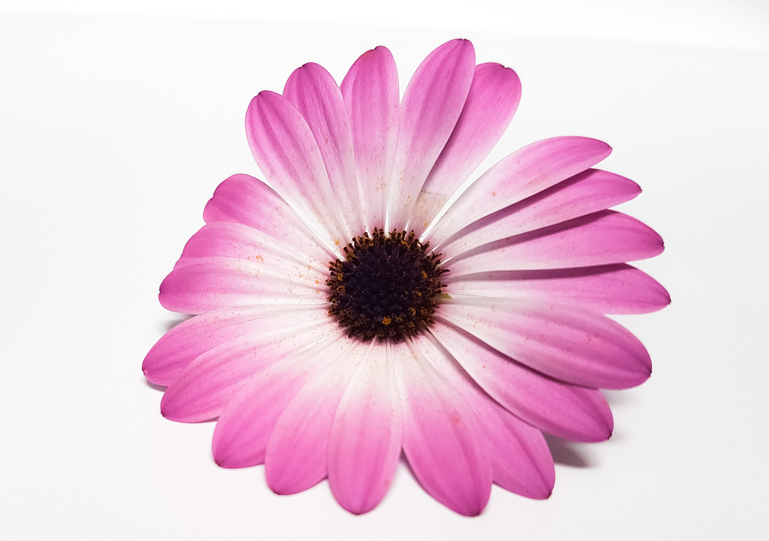 Osteospermum - Imagen 4